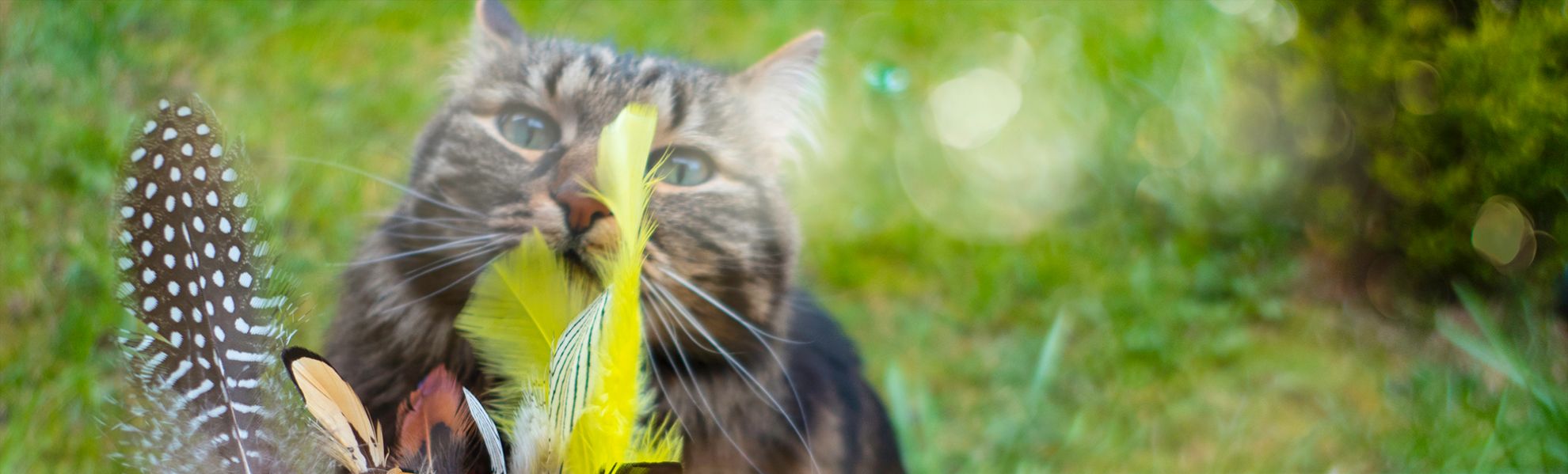 Tabby cat sniffing colorful feathers. 
