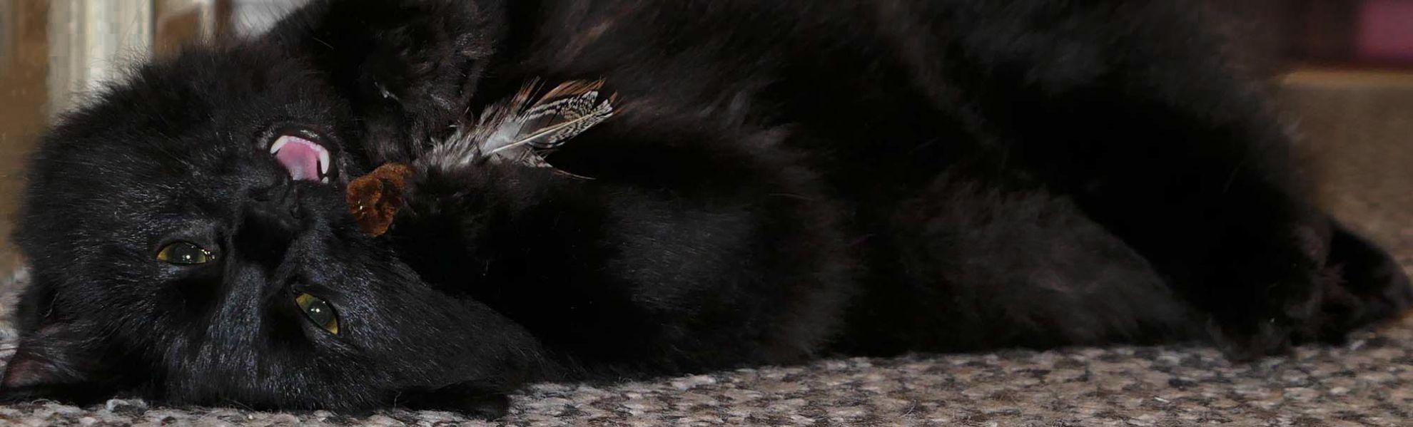 Black cat chewing a handmade feather teaser.