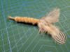 Picture of Natural silver pheasant feather teaser refill 