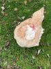 Picture of MUNIFICENT XXL Mushroom's dual colour natural hen chicken feather handmade fetch toy for cat - stealth version -