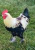 Picture of MUNIFICENT Big Lad's handmade natural rooster feathers refill toy