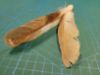 Picture of MUNIFICENT Ginger's handmade natural hen feather fetch toy for cat stealth version