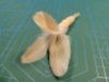 Picture of MUNIFICENT Mushrooms' fluffy natural hen handmade feathers refill toy for frenzy & da bird type wand teasers