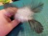 Picture of MUNIFICENT Big Lad's handmade natural rooster fluff feathers refill toy for frenzy & da bird type wand teasers