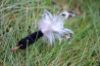 Picture of MUNIFICENT Dotty's handmade natural hen feathers refill toy for frenzy & da bird type wand teasers