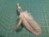 Picture of MUNIFICENT Blueys' natural hen handmade feathers refill toy for frenzy & da bird type wand teasers