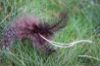 Picture of BROWN Handmade from natural Guinea Fowl feathers and hemp refill toy for frenzy & da bird type wand teasers