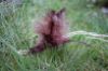 Picture of BROWN Handmade from natural Guinea Fowl feathers and hemp refill toy for frenzy & da bird type wand teasers