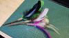 Picture of 3 pack full size (12CM stick) silvervine matatabi catnip sticks with colourful feathers and prickly hemp