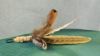 Picture of MUNIFICENT Pheasant natural handmade feathers refill toy for frenzy & da bird type wand teasers with leather loop