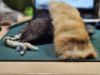 Picture of Real rabbit fur kicker with catnip and feathers tail, cotton tail or no tail 