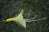 Picture of Bright Feather Cat Wand Attachment with Twine Tails refill toy for frenzy & da bird type wand teasers