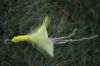 Picture of Bright Feather Cat Wand Attachment with Twine Tails refill toy for frenzy & da bird type wand teasers