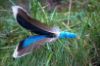 Picture of Fetch Toy with Blue Duck Wing Feathers and Colourful Stem