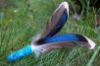 Picture of Fetch Toy with Blue Duck Wing Feathers and Colourful Stem