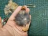 Picture of SET OF 3 Mini wand Teasers made with real rabbit fur and natural feathers